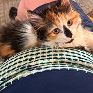 Ember joined the competition — help win amazing prizes! animal, calico, cat, clothing, comfort, cute, ears, eyes, face, furry, indoors, kitten, lap, pattern, person, pet, relaxing, soft, whiskers, young