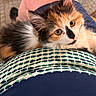 animal, calico, cat, clothing, comfort, cute, ears, eyes, face, furry, indoors, kitten, lap, pattern, person, pet, relaxing, soft, whiskers, young