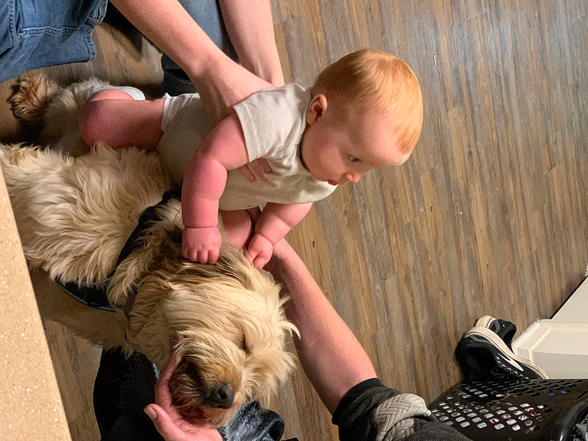 Jackson is registered to the contest to win money with this photo: baby, carnivore, child, comfort, companion_dog, dog, dog_breed, fawn, flooring, fun, fur, grass, happy, person, play, sitting, small_terrier, terrier, toddler, toy_dog