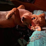 Dixie joined the competition — help win amazing prizes! dog, lying_down, paw, blanket, bed, relaxed, cozy, fur, ears, nose, animal, pet, indoor, resting, comfort, sleepy, closeup, brown, canine, cute