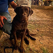 Duke joined the competition — help win amazing prizes! dog, labrador, brown_dog, cap, backwards_cap, person, jeans, blue_shirt, outdoor, dirt_ground, plants, porch, sunglasses, pet, animal, sitting, casual, night, rustic, companion