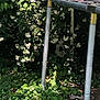 Maddie is registered to the contest to win money with this photo: dog, plants, flowers, bush, greenery, trampoline, metal_poles, shadow, outdoor, nature, hiding, pet, canine, leafy, summer, garden, sunlight, ground, foliage, playground
