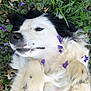 animal, black_fur, close_up, cute, dog, flower_petals, fluffy, garden, green_leaves, lying_down, nature, outdoor, paws, peaceful, pet, purple_flowers, relaxed, sleepy, spring, white_fur