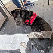 Snoopy a rejoint le concours — aidez-le/la à gagner de superbes lots ! dog, black_and_white, red_harness, sitting, tile_floor, outdoor, feet, shoes, boots, casual, looking_up, curious, pet, companion, animal, canine, resting, people, pavement, daylight