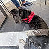 dog, black_and_white, red_harness, sitting, tile_floor, outdoor, feet, shoes, boots, casual, looking_up, curious, pet, companion, animal, canine, resting, people, pavement, daylight