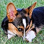 Cooper is registered to the contest to win money with this photo: dog, puppy, corgi, grass, outdoor, close_up, ears, fur, cute, pet, animal, nature, young, tricolor, lying_down, playful, adorable, nose, snout, whiskers