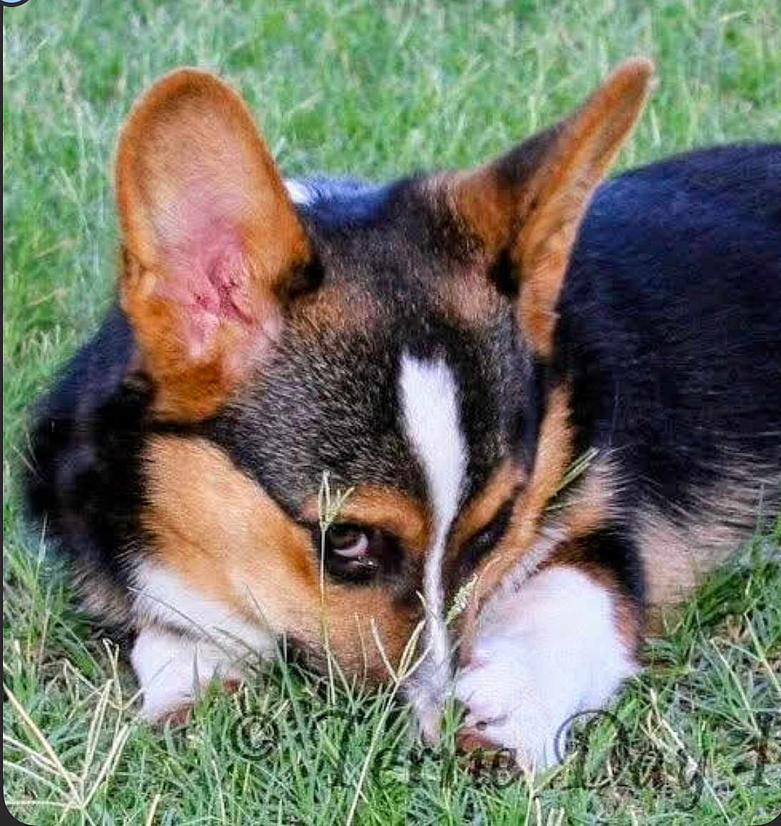 Cooper