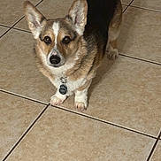 Cooper is registered to the contest to win money with this photo: dog, corgi, pet, animal, floor, tile, indoor, ears, fur, brown, white, black, collar, tag, paw, cute, pet_tag, alert, standing, looking