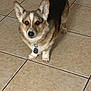 dog, corgi, pet, animal, floor, tile, indoor, ears, fur, brown, white, black, collar, tag, paw, cute, pet_tag, alert, standing, looking