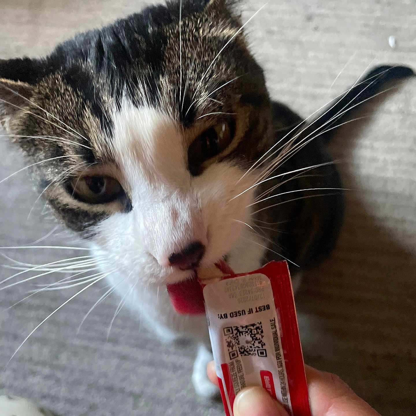 Tuti Fruiti joined the competition — help win amazing prizes! abyssinian, animal, bodypart, can, cat, document, drivinglicense, finger, food, hand, kitten, manx, nail, paper, person, pet, qrcode, receipt, text, tin