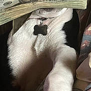 Piper is registered to the contest to win money with this photo: dog, black_and_white, money, dollar_bills, paw, pet, animal, indoor, collar, fur, lying_down, close_up, cute, mammal, domestic_animal, face, nose, tongue, whiskers, playful