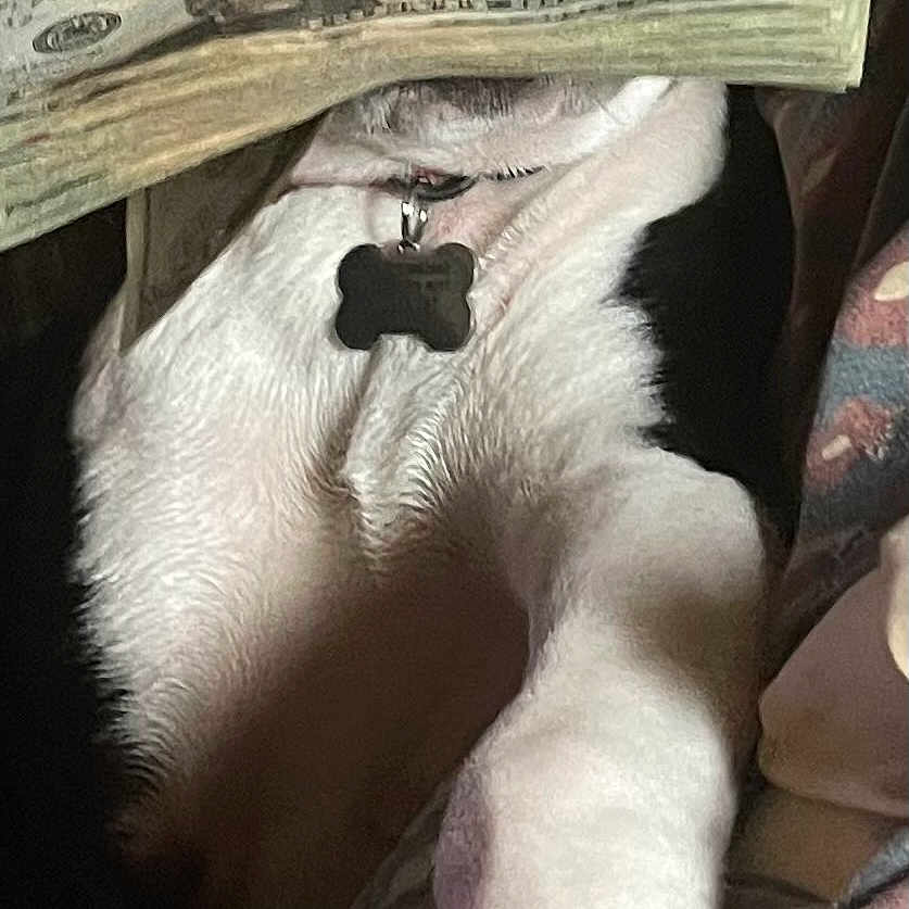 Piper is registered to the contest to win money with this photo: animal, black_and_white, close_up, collar, cute, dog, dollar_bills, domestic_animal, face, fur, indoor, lying_down, mammal, money, nose, paw, pet, playful, tongue, whiskers