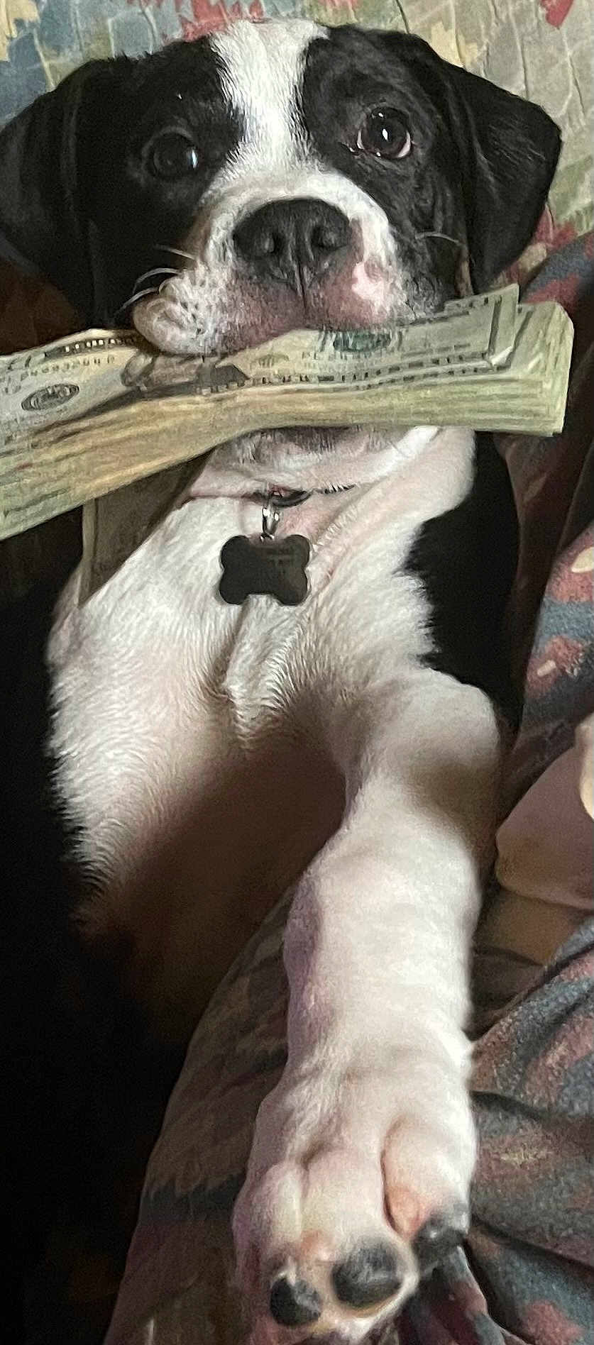 Piper is registered to the contest to win money with this photo: dog, black_and_white, money, dollar_bills, paw, pet, animal, indoor, collar, fur, lying_down, close_up, cute, mammal, domestic_animal, face, nose, tongue, whiskers, playful