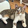 kitten, tabby, cat, pet, indoor, fur, whiskers, paw, pink_paw, leather, furniture, wood_floor, curious, relaxed, animal, mammal, young, cute, domestic, four_legs