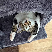Cléo participe au concours pour gagner de l'argent avec cette photo : cat, sleeping, upside_down, blanket, fluffy, paws, cozy, indoor, feline, resting, cute, tabby, white_paws, relaxed, soft_texture, wood_floor, pet, animal, napping, comfort