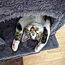cat, sleeping, upside_down, blanket, fluffy, paws, cozy, indoor, feline, resting, cute, tabby, white_paws, relaxed, soft_texture, wood_floor, pet, animal, napping, comfort