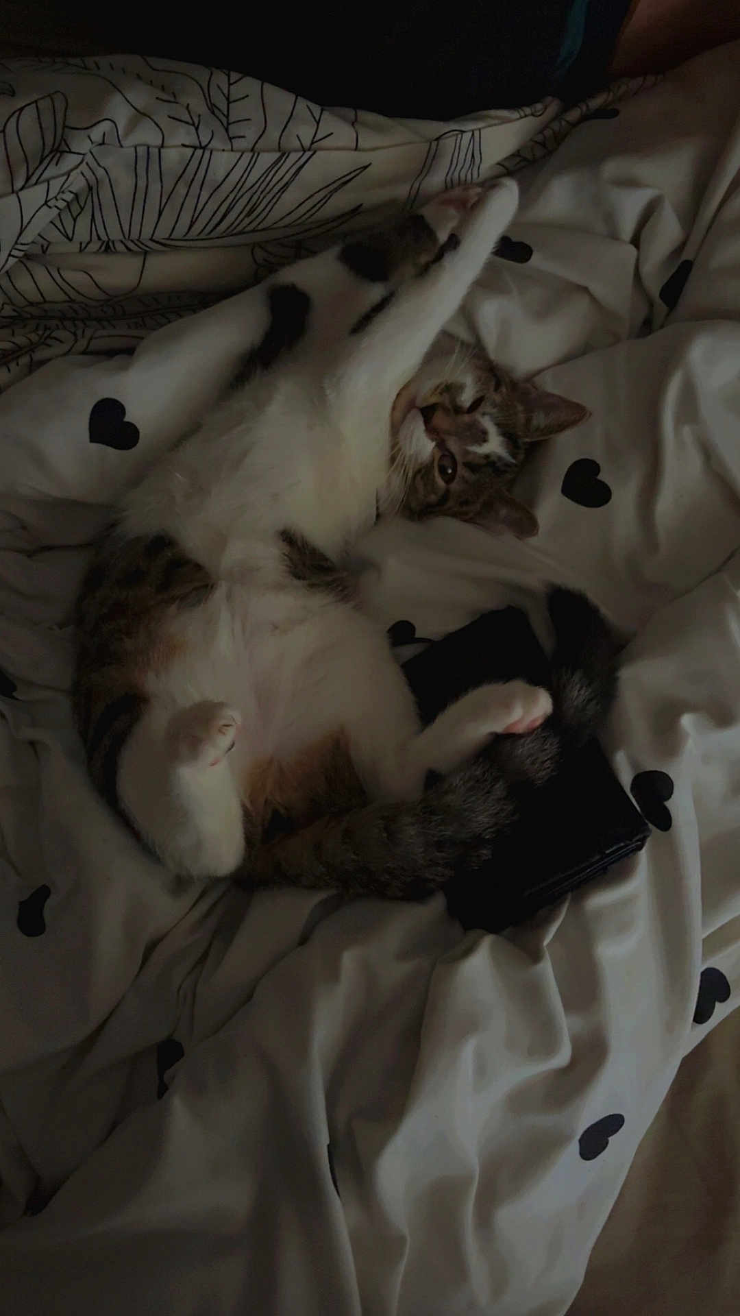 Cléo