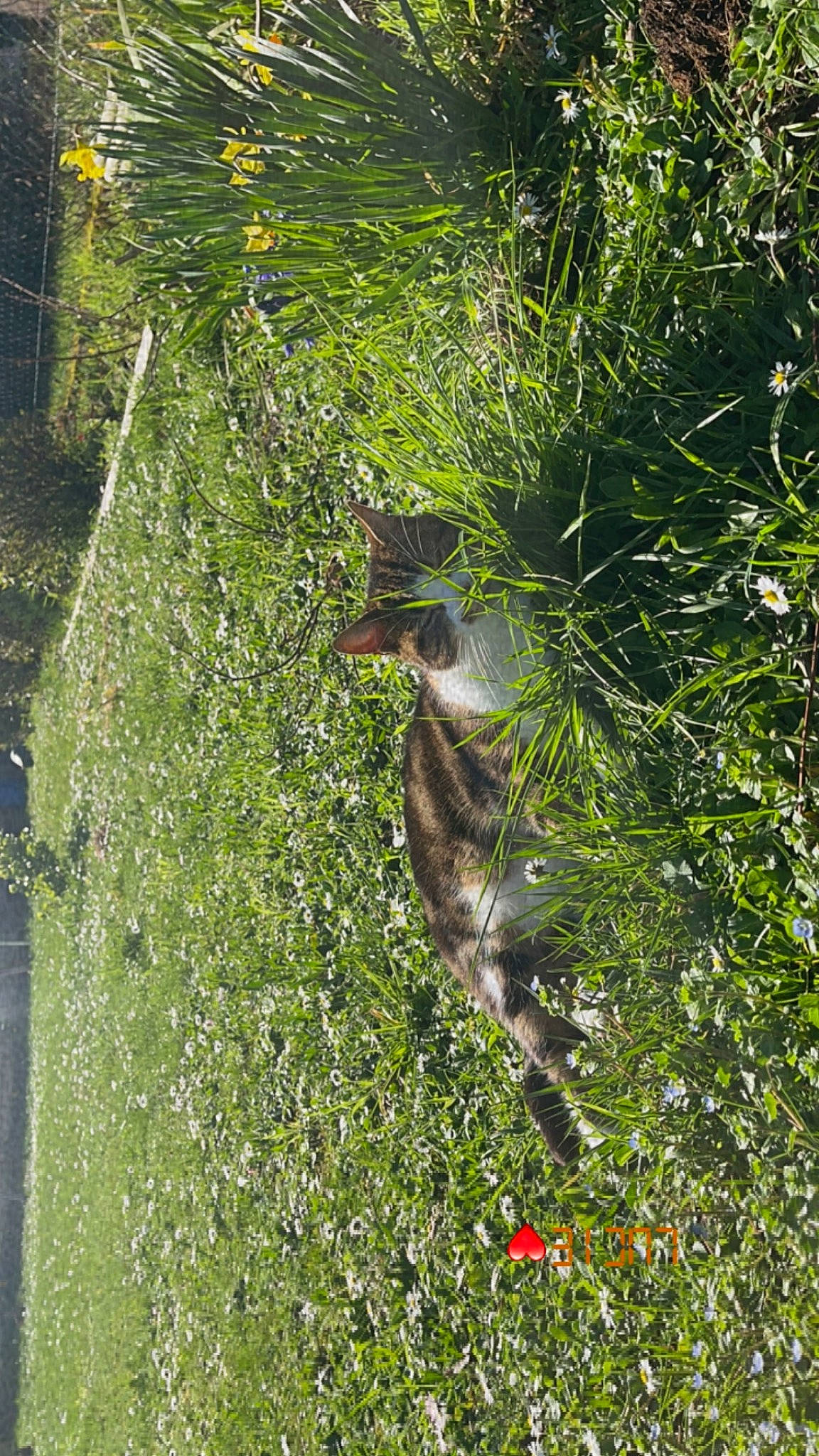 Moumoune a rejoint le concours — aidez-le/la à gagner de superbes lots ! beak, botany, branch, carnivore, felidae, forest, grass, grass_family, groundcover, nature_reserve, plant, shrub, tail, terrestrial_animal, terrestrial_plant, tree, trunk, vegetation, wildlife, wood