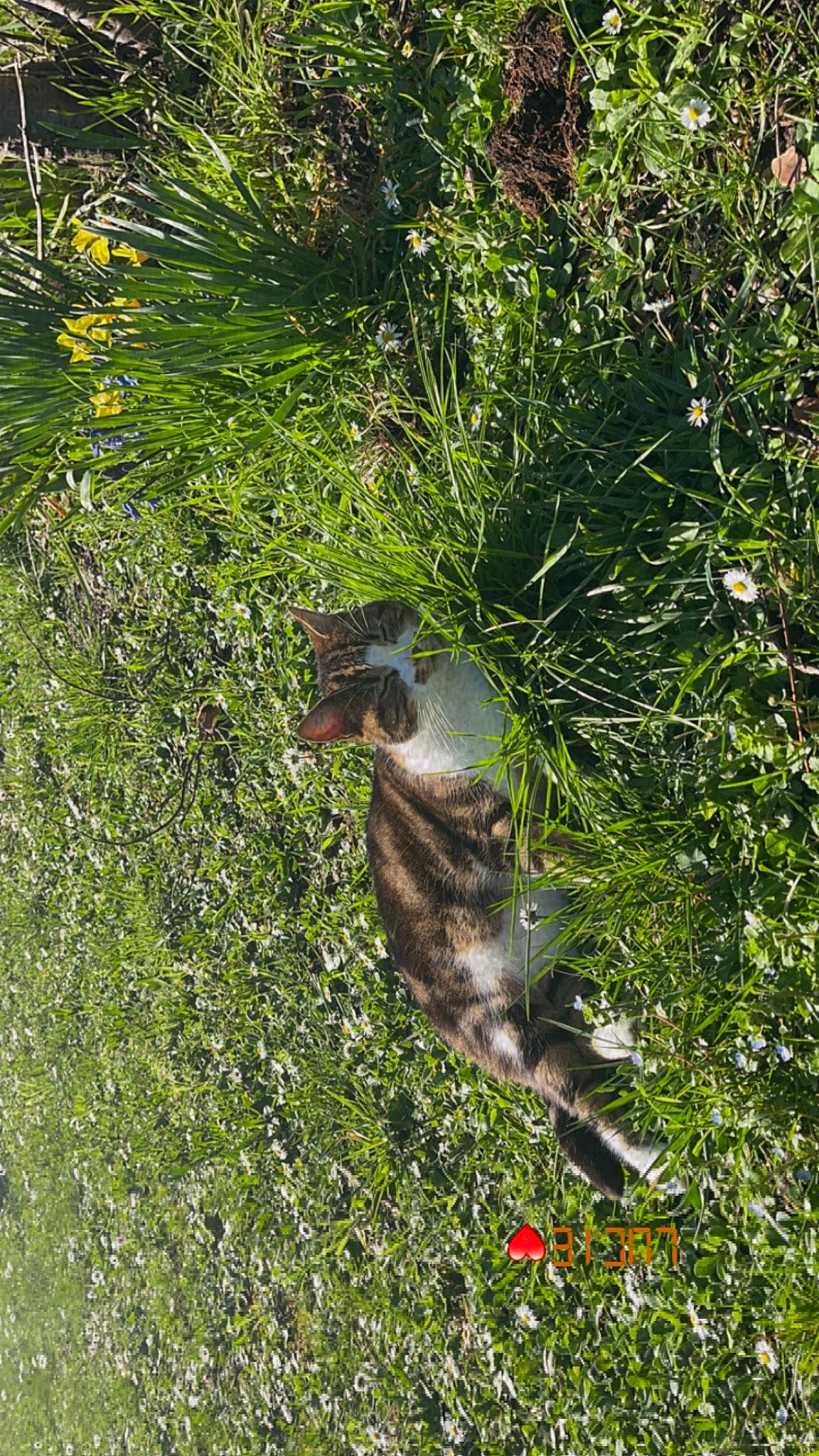 Moumoune a rejoint le concours — aidez-le/la à gagner de superbes lots ! beak, canidae, carnivore, cat, fawn, felidae, grass, grass_family, groundcover, marsupial, plant, shrub, small_to_medium_sized_cats, sporting_group, tail, terrestrial_animal, terrestrial_plant, tree, trunk, wildlife