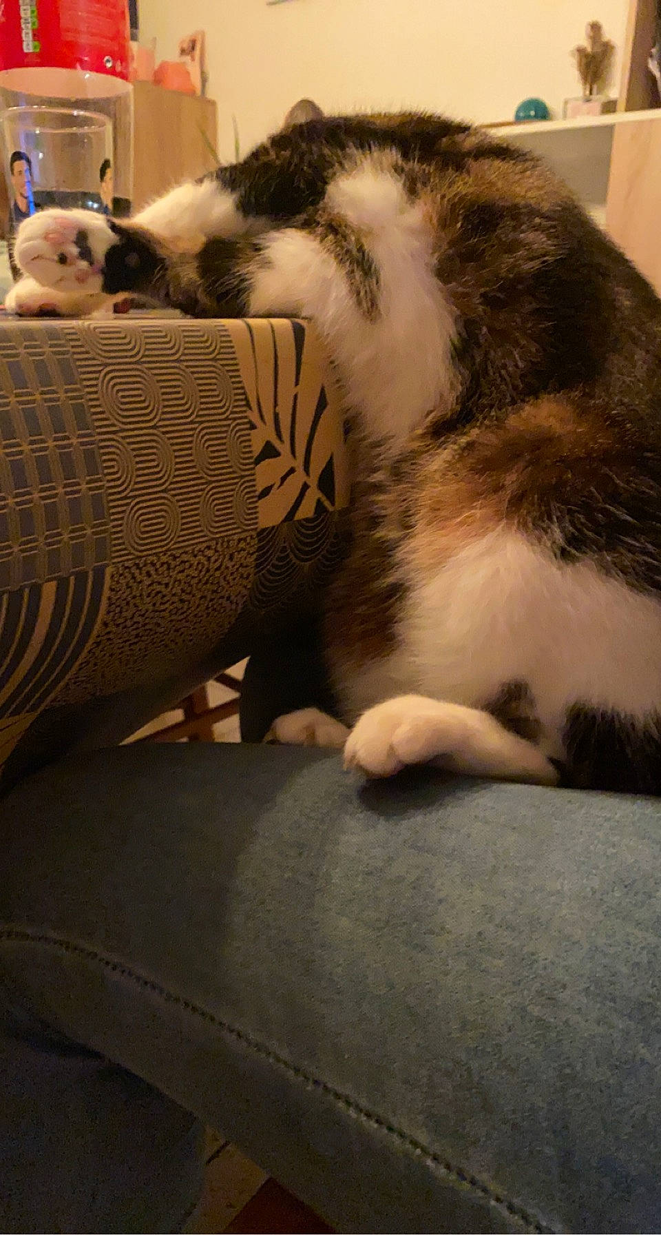 Moumoune participe au concours pour gagner de l'argent avec cette photo : canidae, carnivore, cat, claw, comfort, companion_dog, domestic_short_haired_cat, felidae, flooring, fur, human_leg, nap, paw, small_to_medium_sized_cats, snout, tail, terrestrial_animal, textile, whiskers, wood