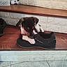 Bella participe au concours pour gagner de l'argent avec cette photo : animal, black_shoe, brown_black_white, chewing, curious, cute, dog, floor_tiles, home, indoor, pet, playful, plush_toy, puppy, shoe, small_dog, stairs, tile_floor, toy, wooden_steps