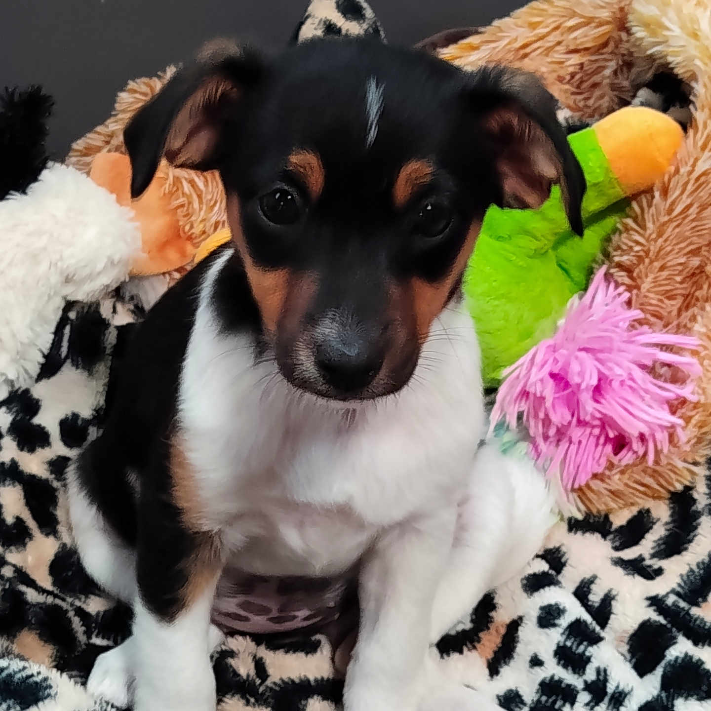 Bella