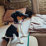 Bella participe au concours pour gagner de l'argent avec cette photo : animal, bed, blanket, collar, comfort, cozy, curtain, cute, dog, domestic, fur, indoor, pet, pillow, puppy, resting, sitting, stone_wall, window, young
