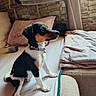 animal, bed, blanket, collar, comfort, cozy, curtain, cute, dog, domestic, fur, indoor, pet, pillow, puppy, resting, sitting, stone_wall, window, young