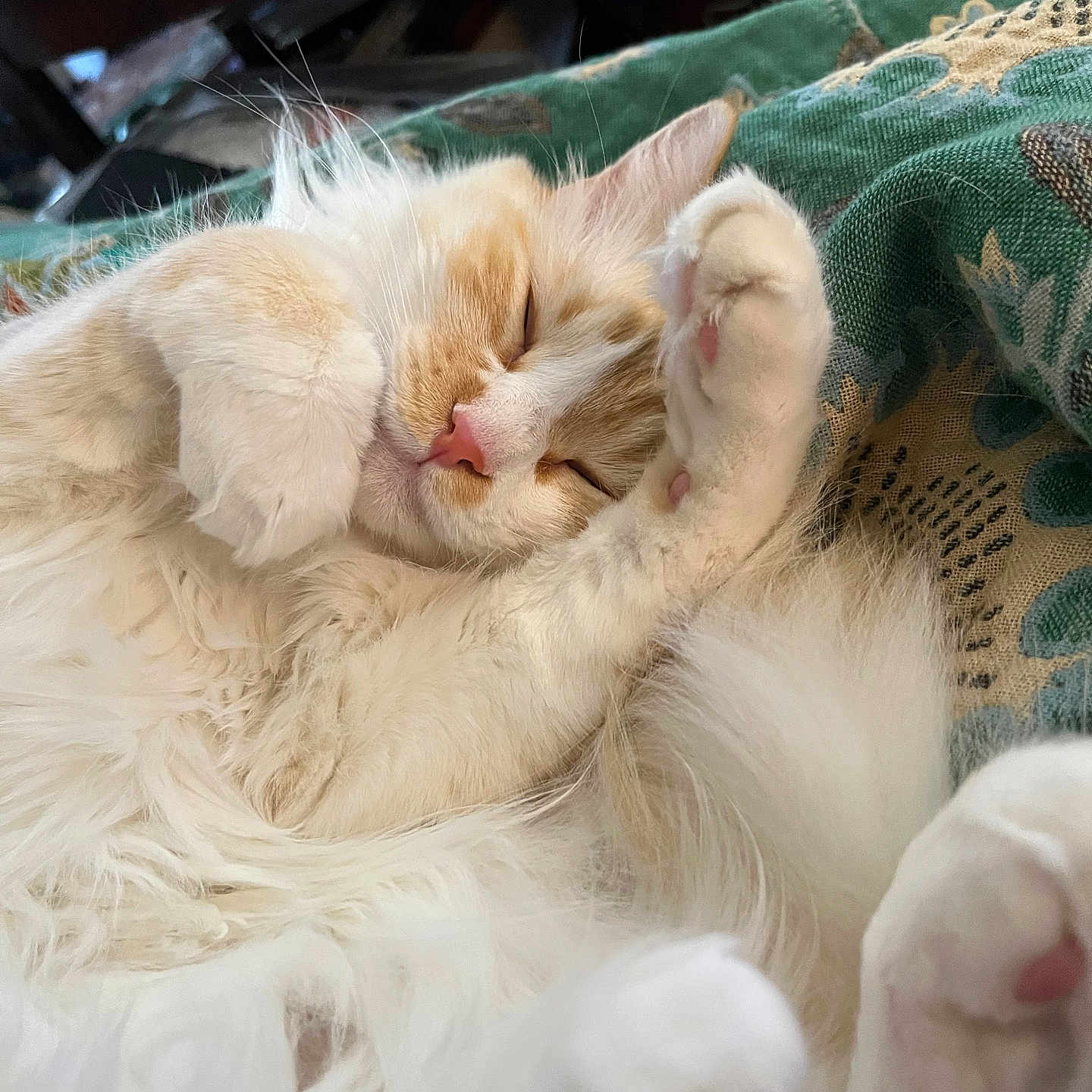 Daisy Johnson joined the competition — help win amazing prizes! cat, sleeping, fluffy, paw, cozy, indoor, pet, closeup, relaxing, fur, whiskers, pink_nose, blanket, resting, cute, animal, domestic, soft, feline, nap