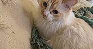 Daisy Johnson is registered to the contest to win money with this photo: cat, fluffy, cream_color, white_color, blanket, fabric, green, beige, indoor, pet, feline, curious, closeup, resting, cozy, soft, eyes, whiskers, ears, fur
