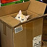 Daisy Johnson joined the competition — help win amazing prizes! cat, cardboard_box, curious, peeking, indoor, storage_drawers, orange_cat, wide_eyes, pet, home, floor, barcode, shipping_label, cardboard, flap, container, animal, cute, box, feline
