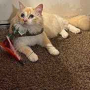 Daisy Johnson is registered to the contest to win money with this photo: cat, fluffy, orange, cream, carpet, toy, feathers, scarf, pet, indoor, curious, playful, animal, whiskers, paws, feline, closeup, cute, domestic, relaxed