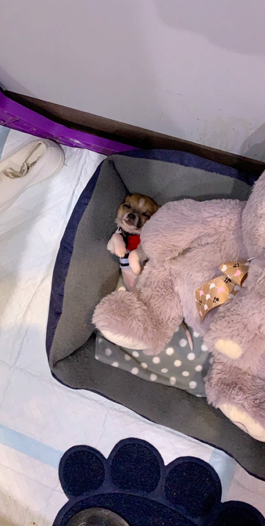 Austin joined the competition — help win amazing prizes! baby_products, bag, bed, bed_sheet, bedding, carnivore, comfort, companion_dog, dog_breed, dog_supply, fawn, linens, luggage_and_bags, pattern, purple, room, stuffed_toy, textile, toy, trunk