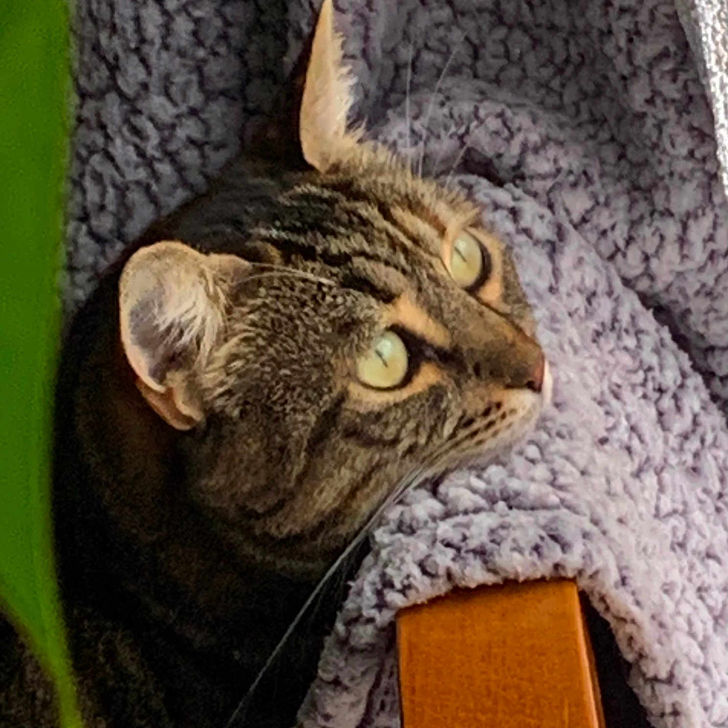 Iris