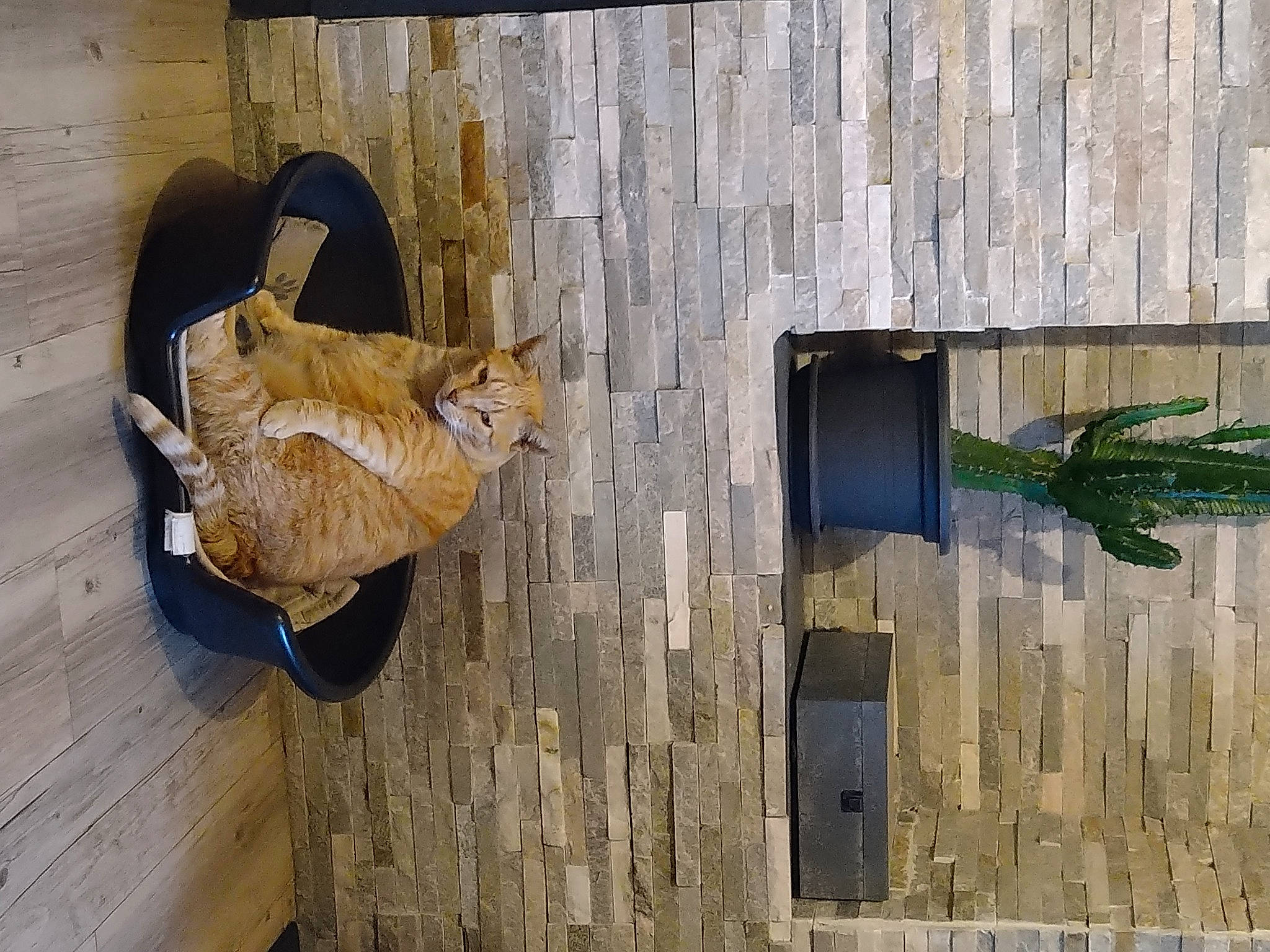 Nini a rejoint le concours — aidez-le/la à gagner de superbes lots ! brick, brickwork, carnivore, cat, domestic_short_haired_cat, facade, fawn, felidae, flooring, hardwood, plank, plywood, rectangle, shadow, small_to_medium_sized_cats, tail, whiskers, window, wood, wood_stain