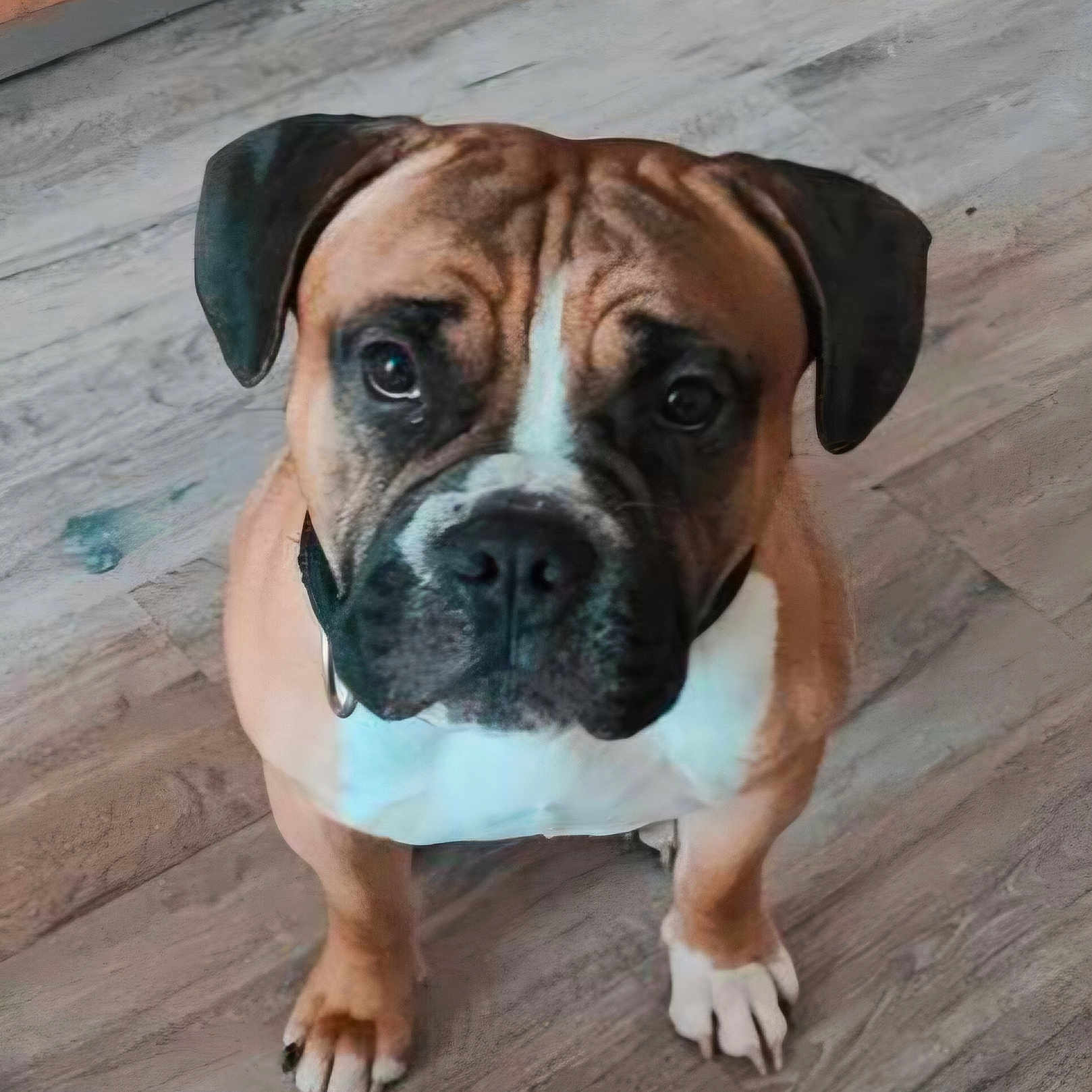 Unyx a rejoint le concours — aidez-le/la à gagner de superbes lots ! dog, boxer, pet, animal, portrait, sitting, indoors, floor, wood_floor, brown_fur, white_chest, black_muzzle, floppy_ears, wrinkled_forehead, paws, short_hair, looking_at_camera, front_view, home, cute