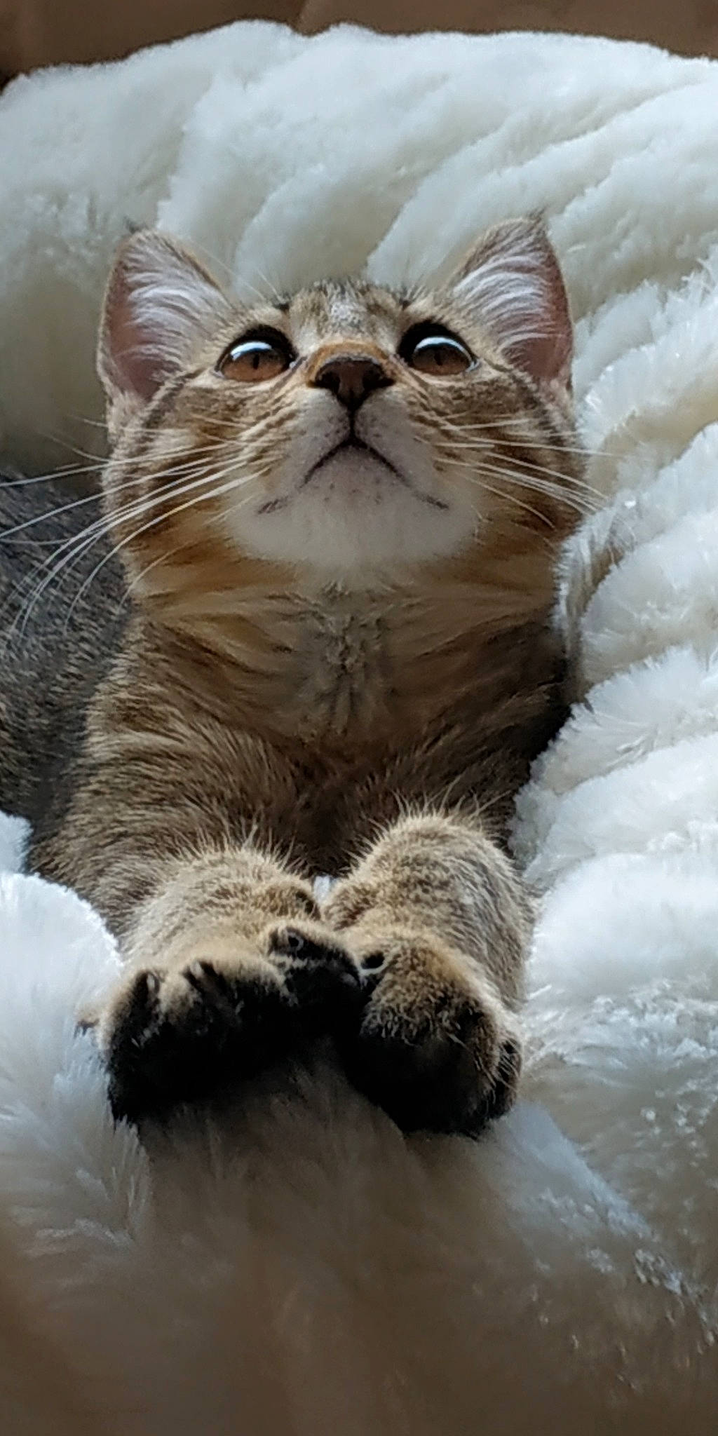 Angie participe au concours pour gagner de l'argent avec cette photo : american_curl, asian, british_longhair, british_semi_longhair, carnivore, cat, claw, domestic_short_haired_cat, dragon_li, european_shorthair, felidae, fur, kitten, mammal, munchkin, paw, siberian, small_to_medium_sized_cats, snout, whiskers