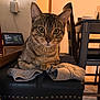 Bobby Cornelius is registered to the contest to win money with this photo: cat, tabby_cat, pet, animal, indoor, furniture, stool, hoodie, clothing, table, chair, wood, domestic, curious, whiskers, paws, warm_light, technology, smart_device, cozy