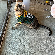Bobby Cornelius joined the competition — help win amazing prizes! cat, tabby_cat, pet, animal, indoor, carpet, window, glass_door, green_bay_packers, jersey, sportswear, curious, looking_up, tail, tennis_ball, cable, floor, furniture, light, domestic