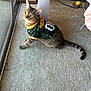 cat, tabby_cat, pet, animal, indoor, carpet, window, glass_door, green_bay_packers, jersey, sportswear, curious, looking_up, tail, tennis_ball, cable, floor, furniture, light, domestic