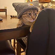 Bobby Cornelius is registered to the contest to win money with this photo: animal, beanie, brown, cat, chair, cozy, curious, domestic, eyes, fur, hat, headwear, home, indoor, kitchen, pet, tabby_cat, table, whiskers, wooden_furniture