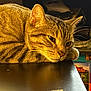 Bobby Cornelius is registered to the contest to win money with this photo: animal, cat, closeup, cozy, domestic, ears, feline, fur, golden_light, indoor, mammal, pet, quiet, relaxed, resting, sleepy, soft, tabby, table, whiskers