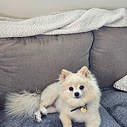 Fancy Pearl joined the competition — help win amazing prizes! animal, blanket, collar, companion, couch, cozy, cream_color, cute, dog, domestic, fluffy, fur, heart_tag, indoor, living_room, looking_at_camera, pet, pomeranian, relaxed, small_dog