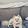 animal, blanket, collar, companion, couch, cozy, cream_color, cute, dog, domestic, fluffy, fur, heart_tag, indoor, living_room, looking_at_camera, pet, pomeranian, relaxed, small_dog
