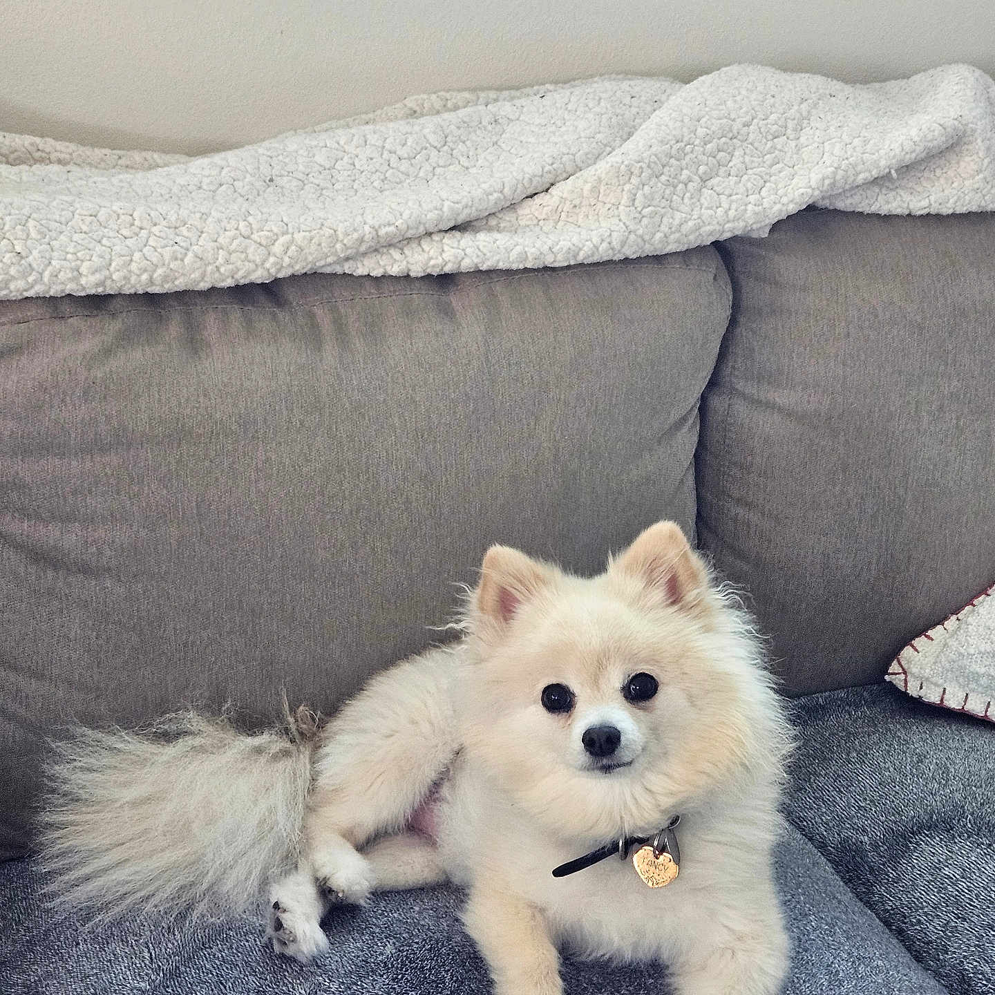 Fancy Pearl joined the competition — help win amazing prizes! animal, blanket, collar, companion, couch, cozy, cream_color, cute, dog, domestic, fluffy, fur, heart_tag, indoor, living_room, looking_at_camera, pet, pomeranian, relaxed, small_dog
