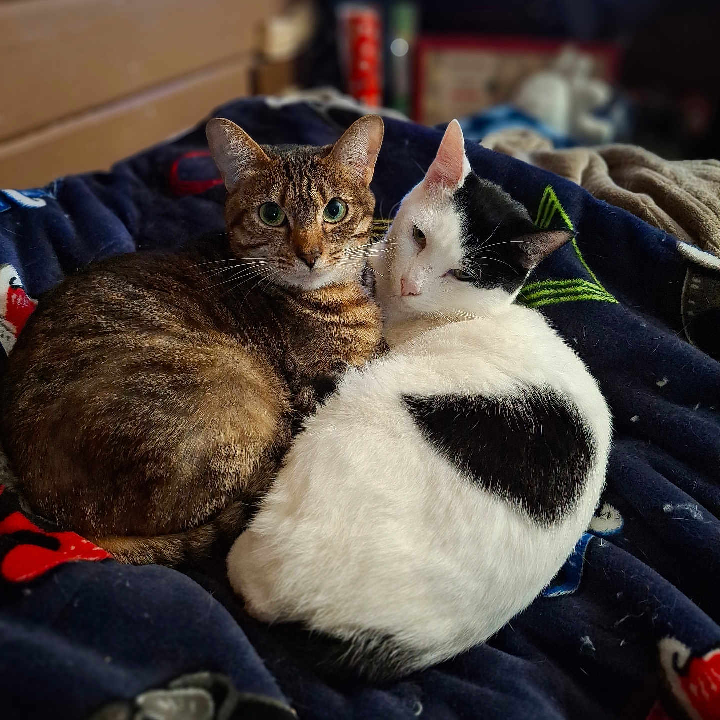 Baby joined the competition — help win amazing prizes! animal, black_patch, blanket, cat, close_up, companion, cozy, cute, domestic, fur, indoor, pet, relaxed, resting, sleepy, snuggling, soft, tabby_cat, warm, white_cat