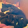 cat, black_cat, green_eyes, blanket, cardboard_box, cozy, pet, feline, whiskers, soft, indoor, cute, relaxed, resting, fur, animal, close_up, looking_up, comfortable, nestled