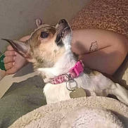 Faye is registered to the contest to win money with this photo: animal, arm, bed, blanket, close_up, collar, companion, cozy, cute, dog, domestic_animal, fur, indoor, looking_up, pet, pink_collar, relaxing, resting, small_dog, tattoo