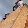 cat, kitten, wood, staircase, indoor, curious, pet, animal, feline, fur, ears, whiskers, climbing, looking, cute, domestic, home, stairs, woodgrain, resting