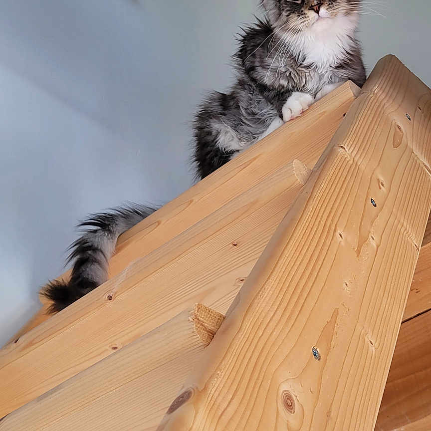 Bagheera a rejoint le concours — aidez-le/la à gagner de superbes lots ! cat, kitten, wood, staircase, indoor, curious, pet, animal, feline, fur, ears, whiskers, climbing, looking, cute, domestic, home, stairs, woodgrain, resting